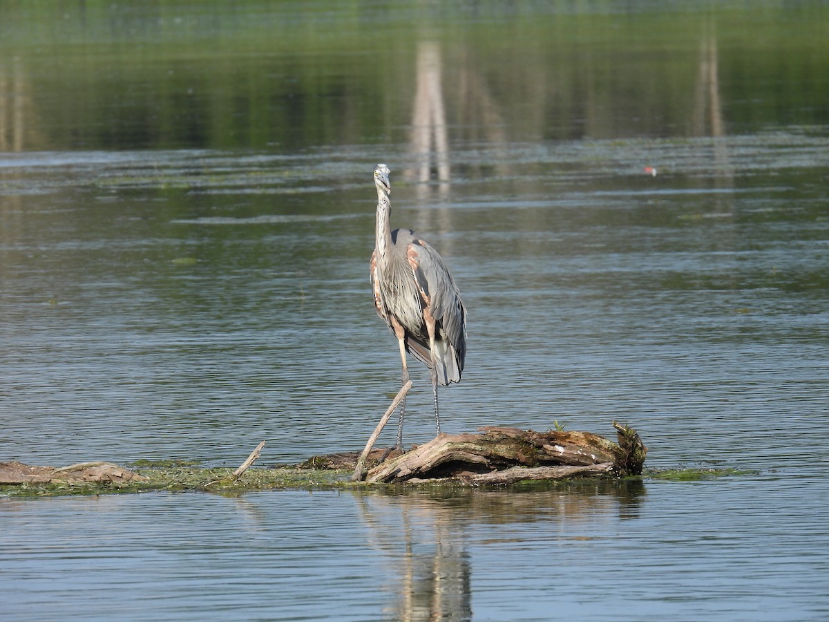 Great Blue Heron - ML622479521