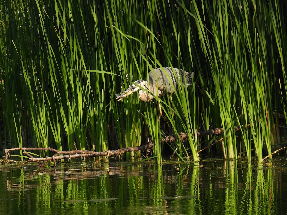 Great Blue Heron - ML622479522