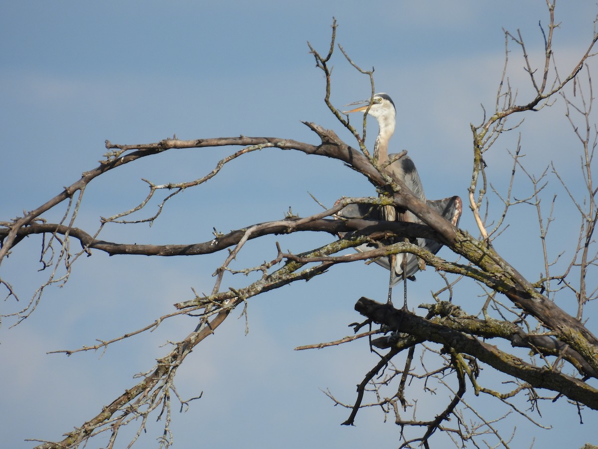 Great Blue Heron - ML622479523