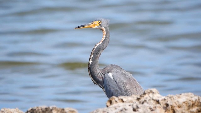 Tricolored Heron - ML622479534