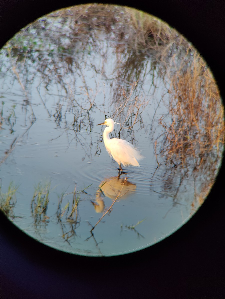 Little Egret - ML622479604