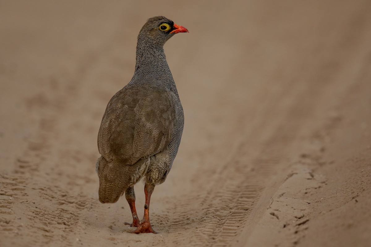 Red-billed Spurfowl - ML622479612