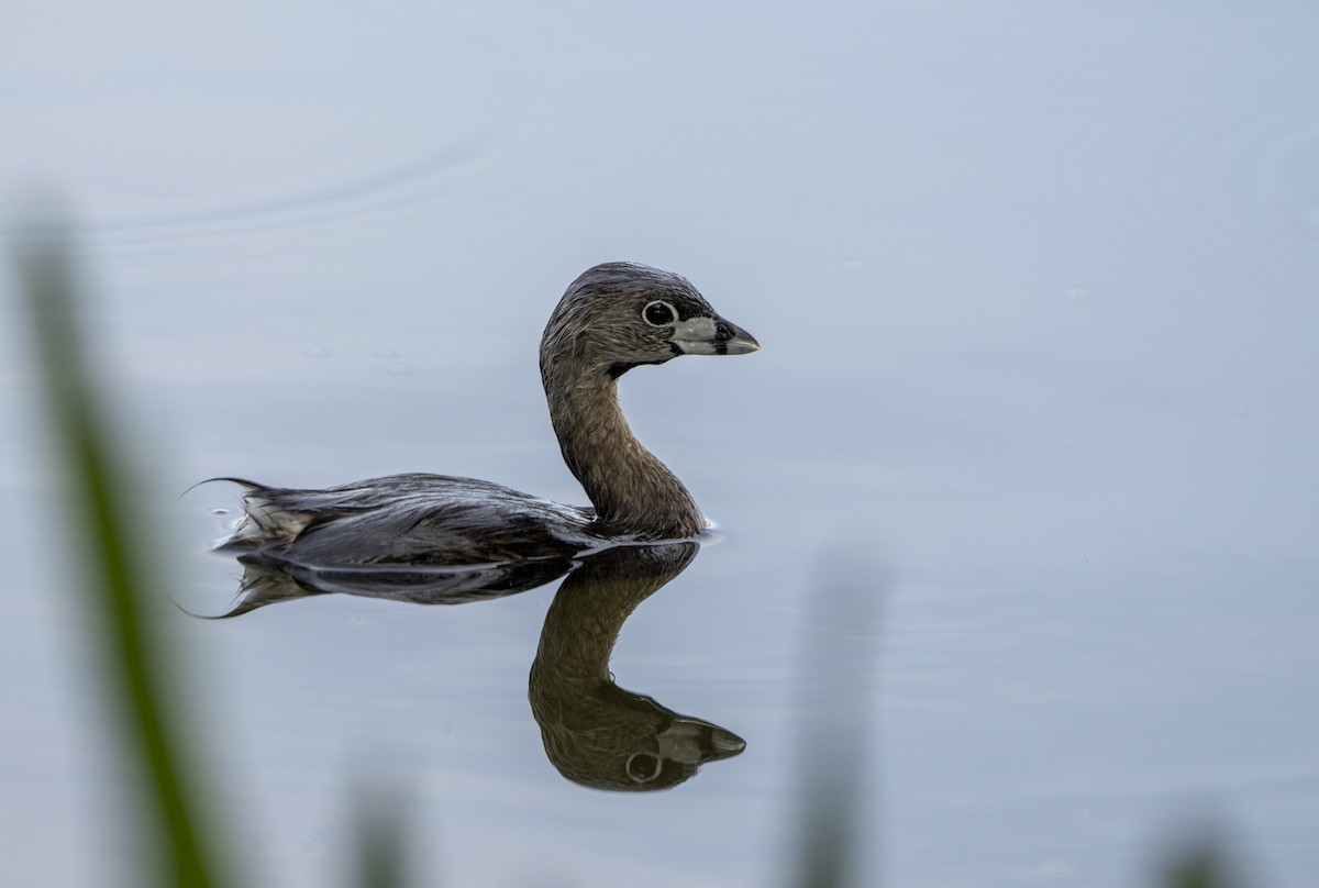 Pied-billed Grebe - ML622479616