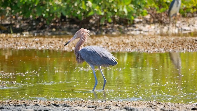 アカクロサギ - ML622479617