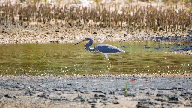 Tricolored Heron - ML622479618