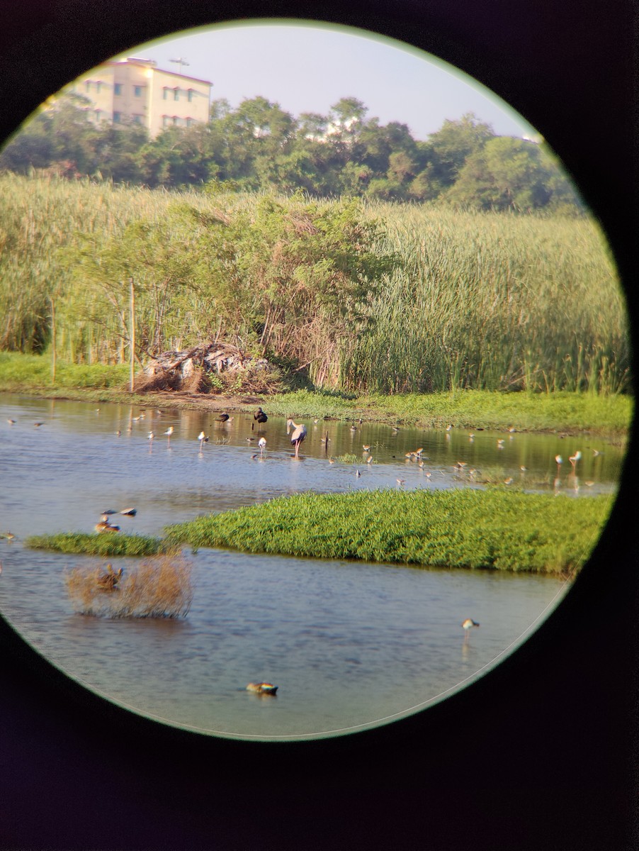 Asian Openbill - ML622479630