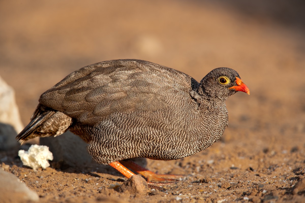 Red-billed Spurfowl - ML622479632