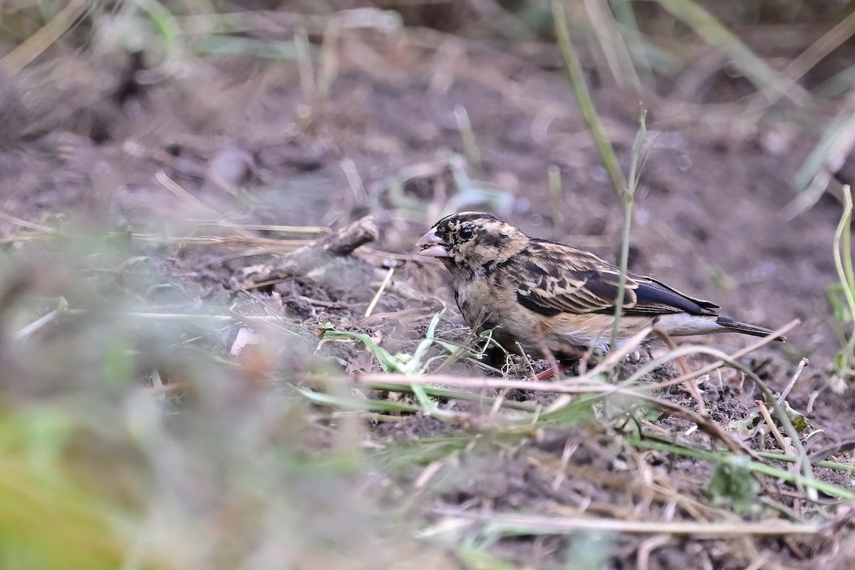 Village Indigobird - ML622479637