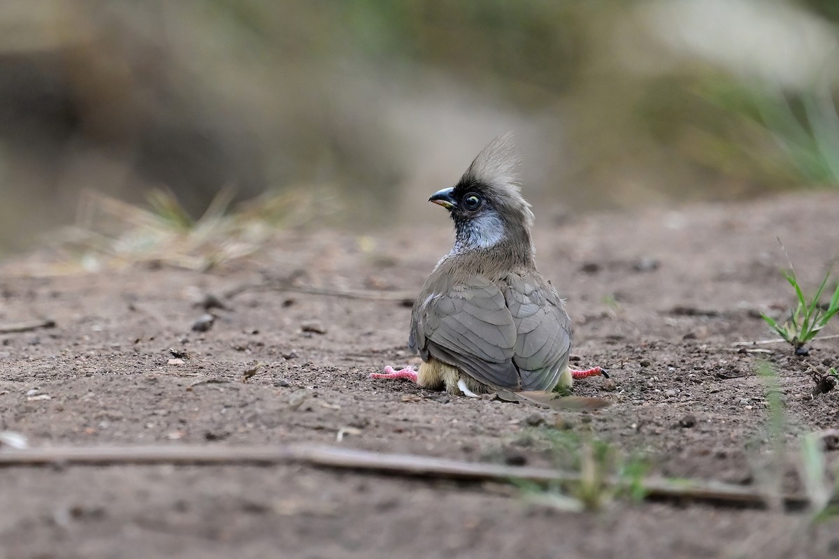 Speckled Mousebird - ML622479649