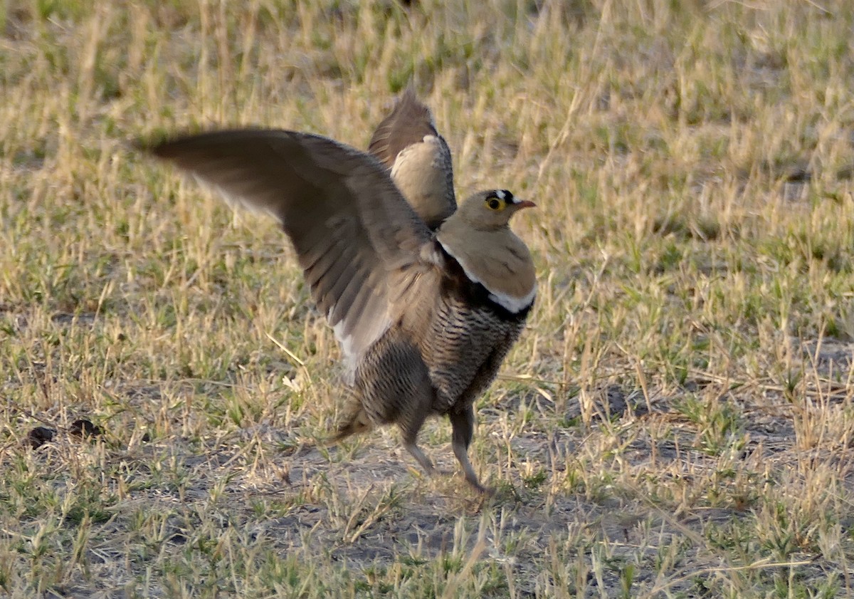 Double-banded Sandgrouse - Peter Ward