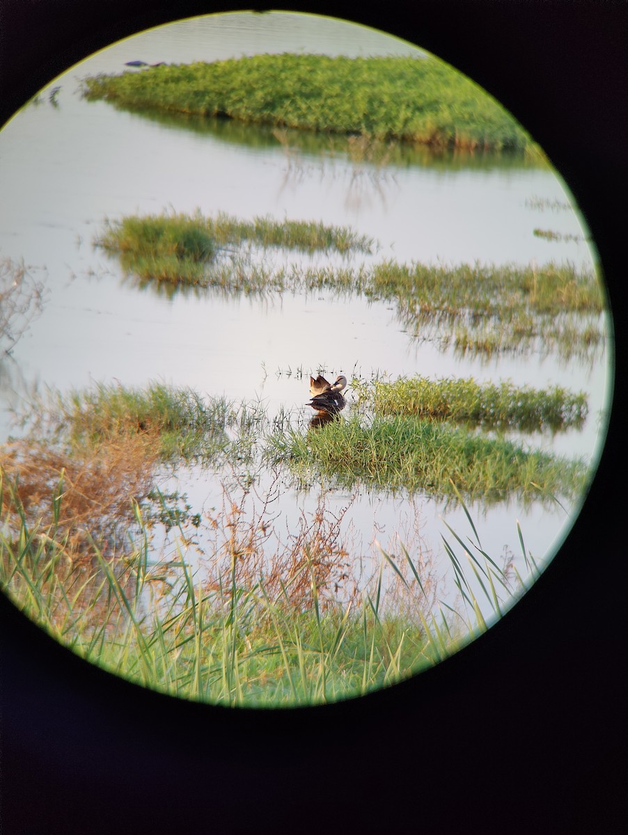 Indian Spot-billed Duck - ML622479692