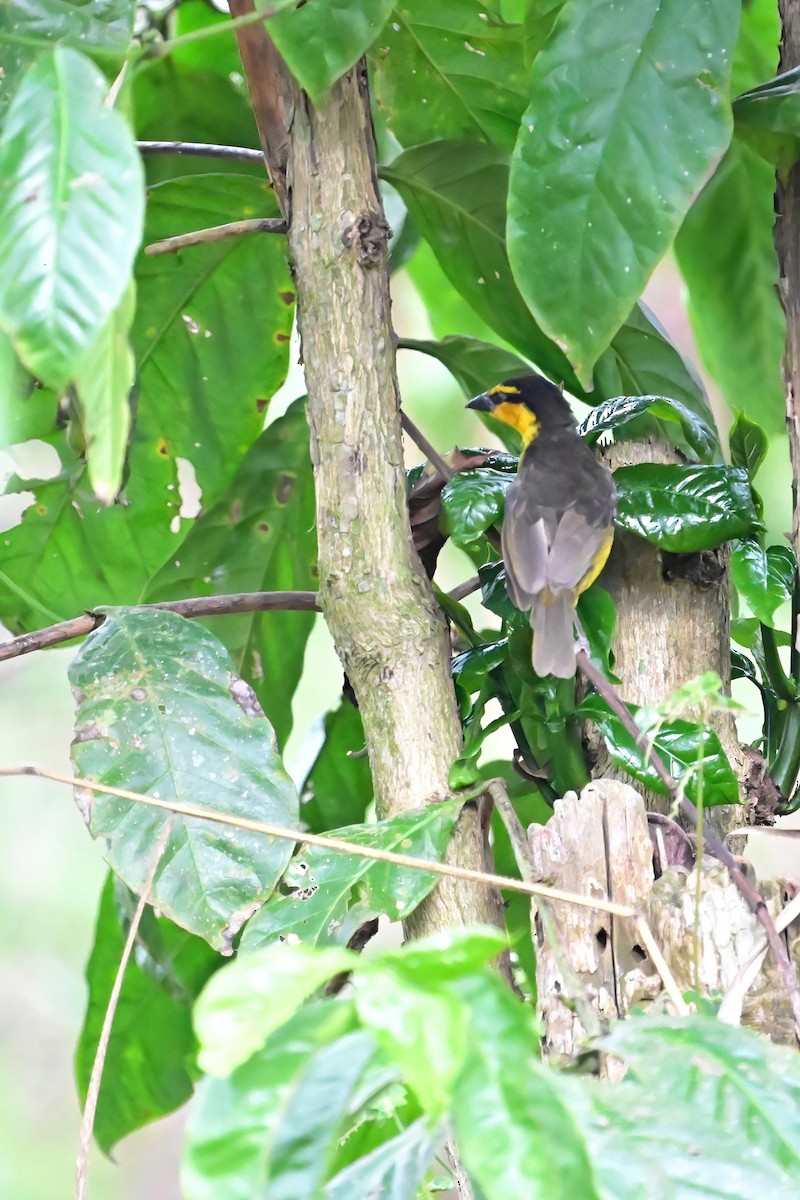 Olive-naped/Black-necked Weaver - ML622479693