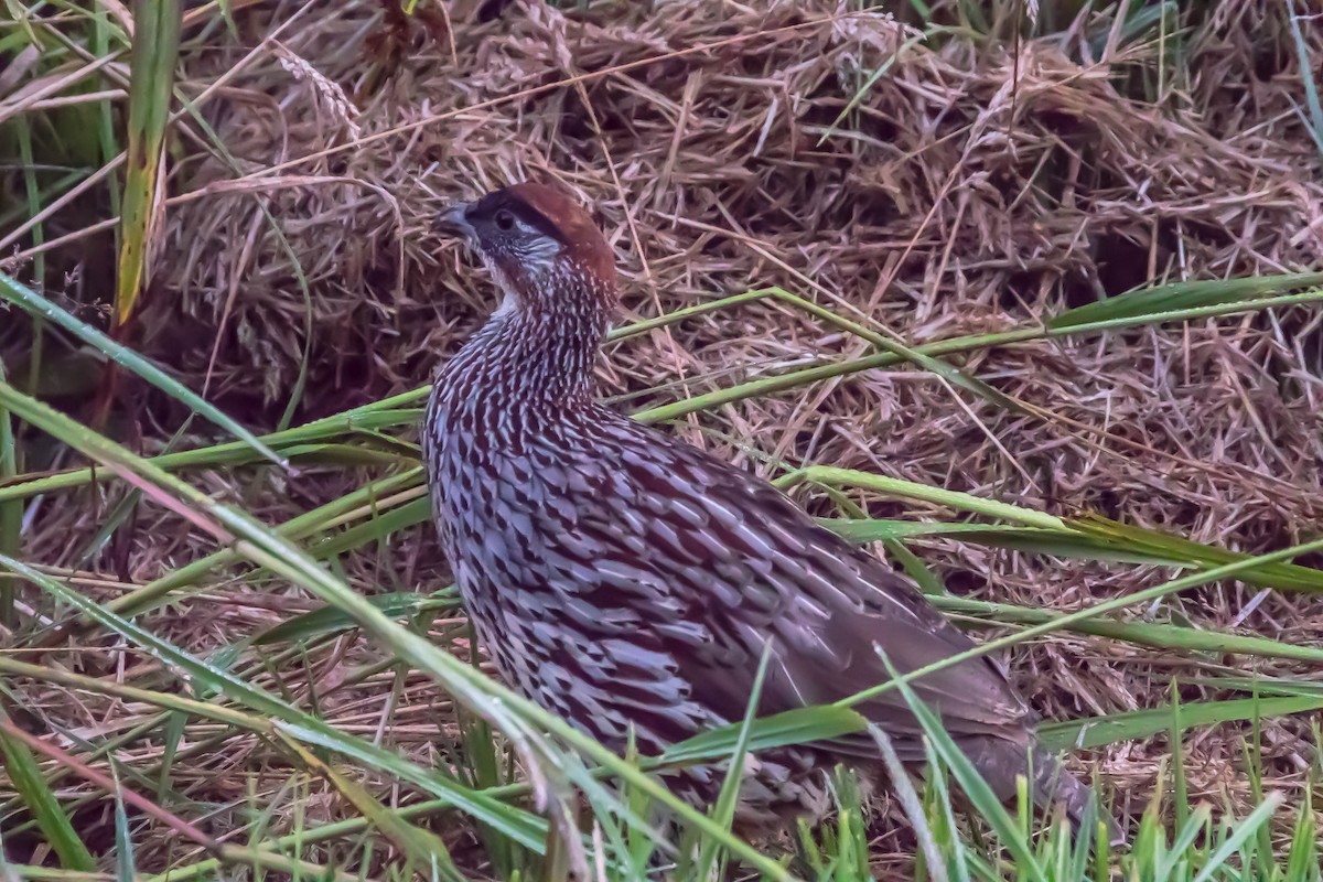 Erckel's Spurfowl - ML622479701