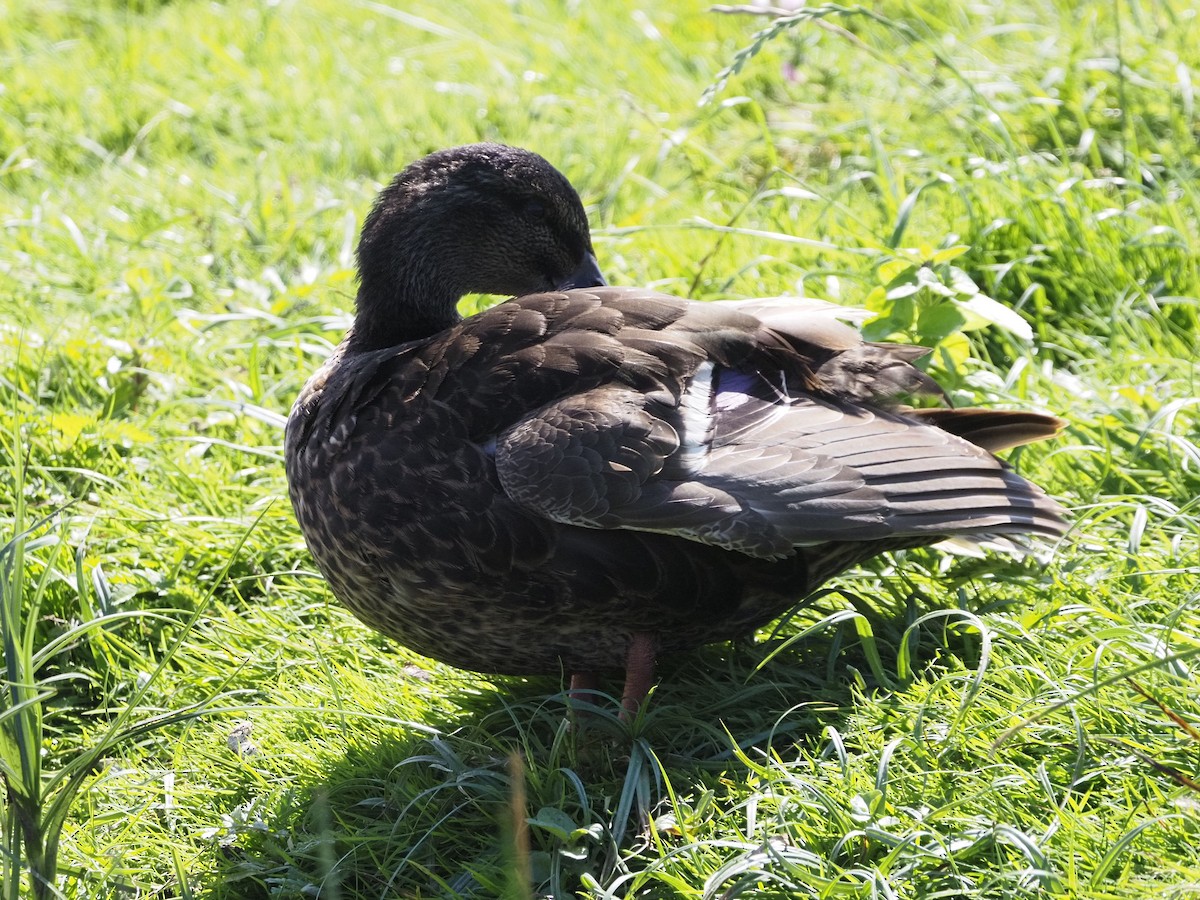 Canard colvert - ML622479717