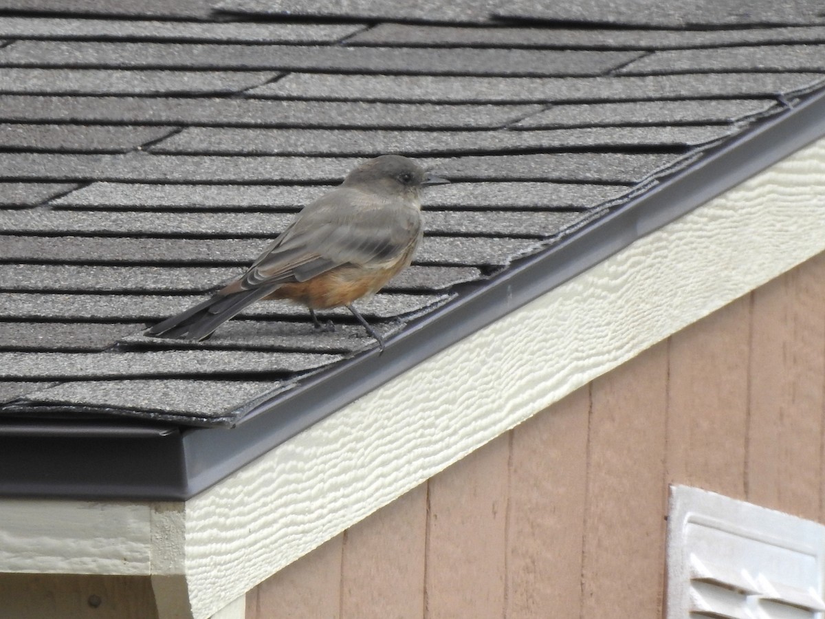 Say's Phoebe - ML622479719