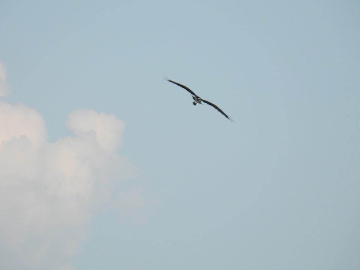 魚鷹 - ML622479729