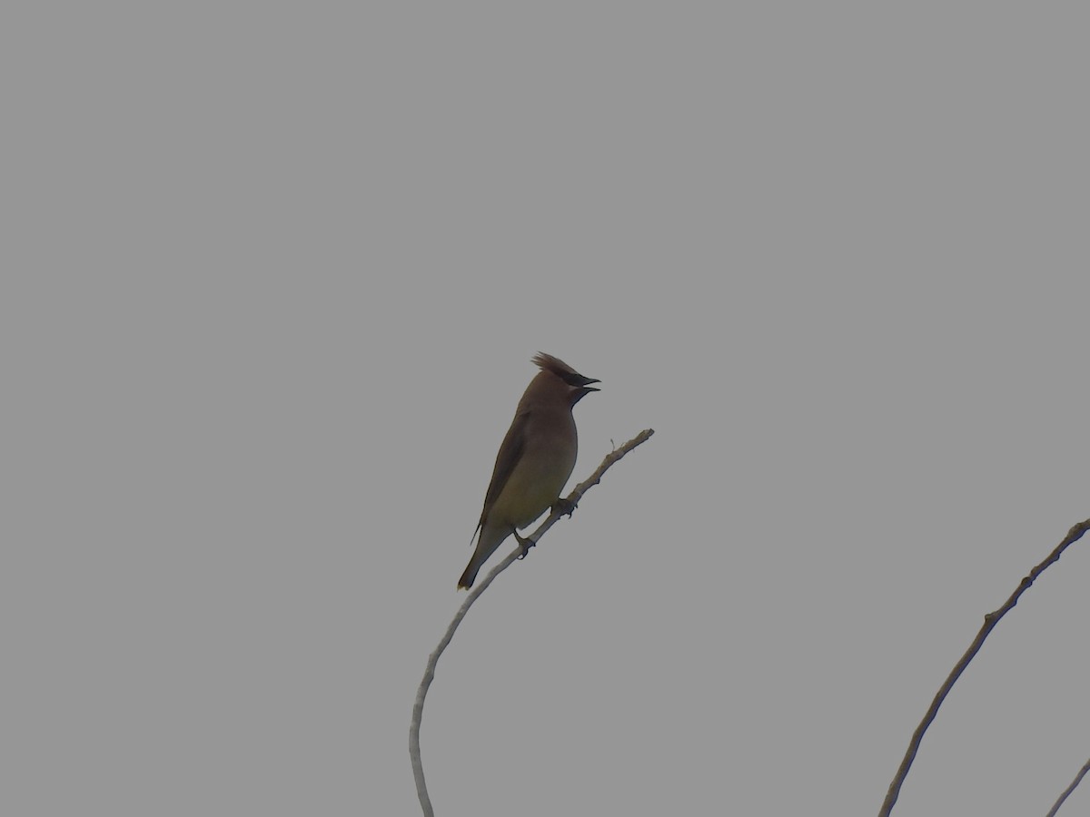 Cedar Waxwing - ML622479730