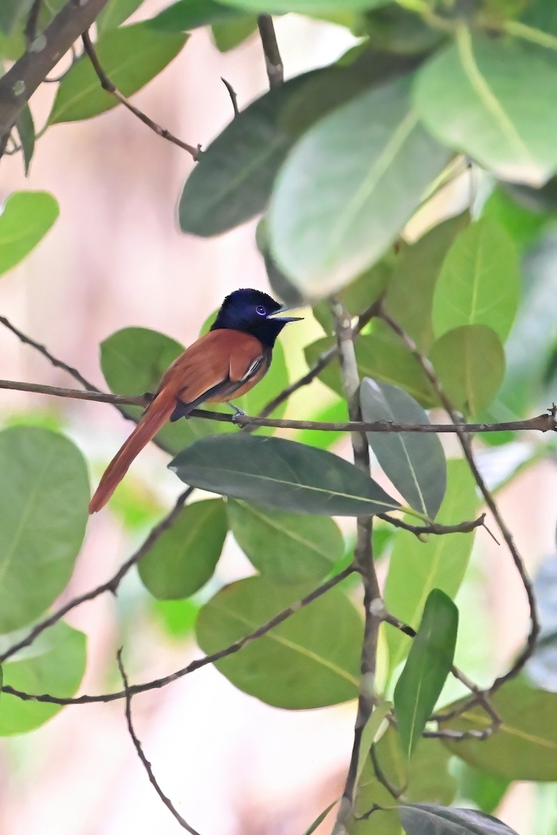 African Paradise-Flycatcher - ML622479731