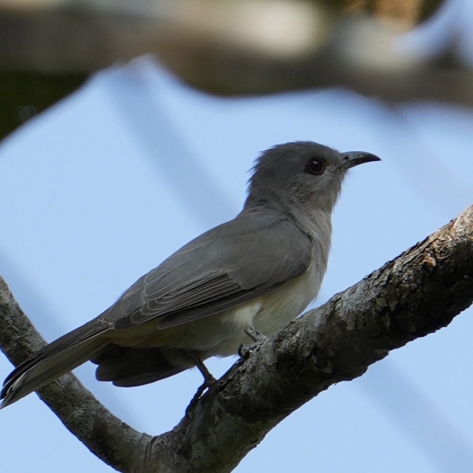 Ash-colored Cuckoo - ML622479733