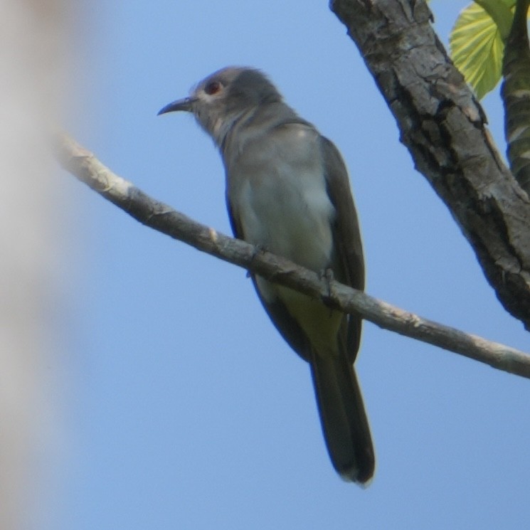 Ash-colored Cuckoo - ML622479734