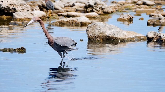 アカクロサギ - ML622479738