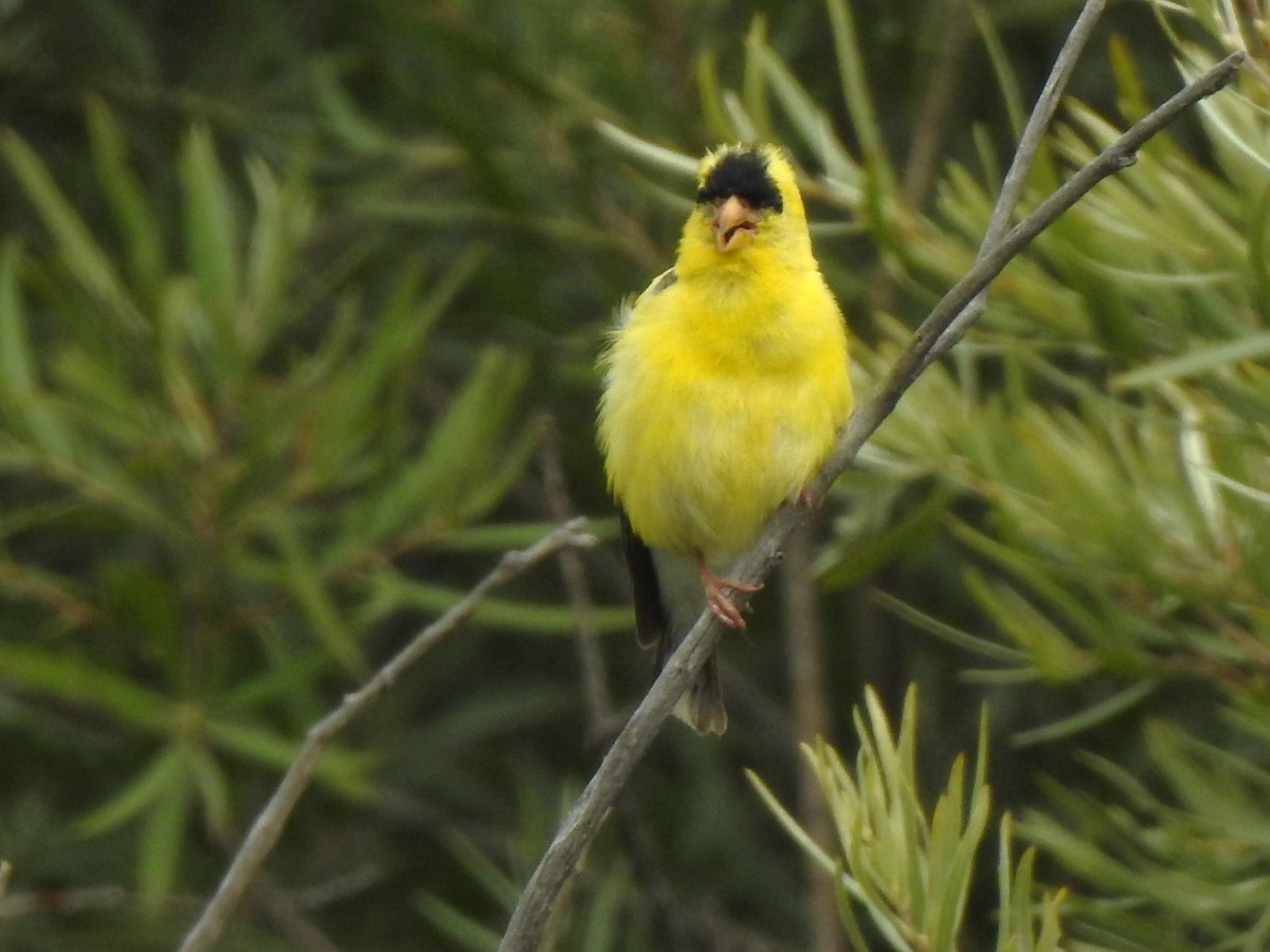 American Goldfinch - ML622479741
