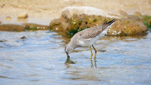 アシナガシギ - ML622479746
