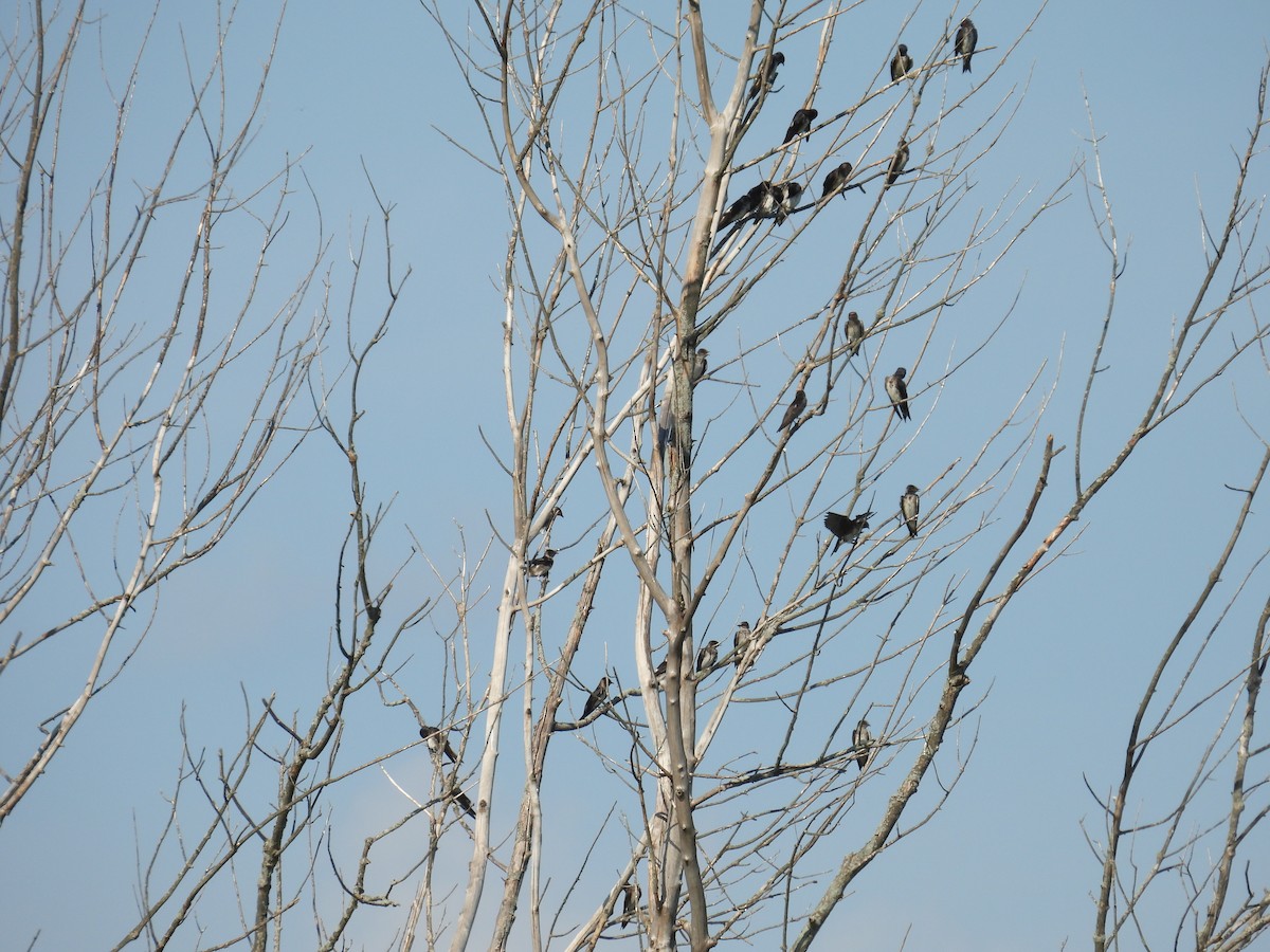 Purple Martin - ML622479777
