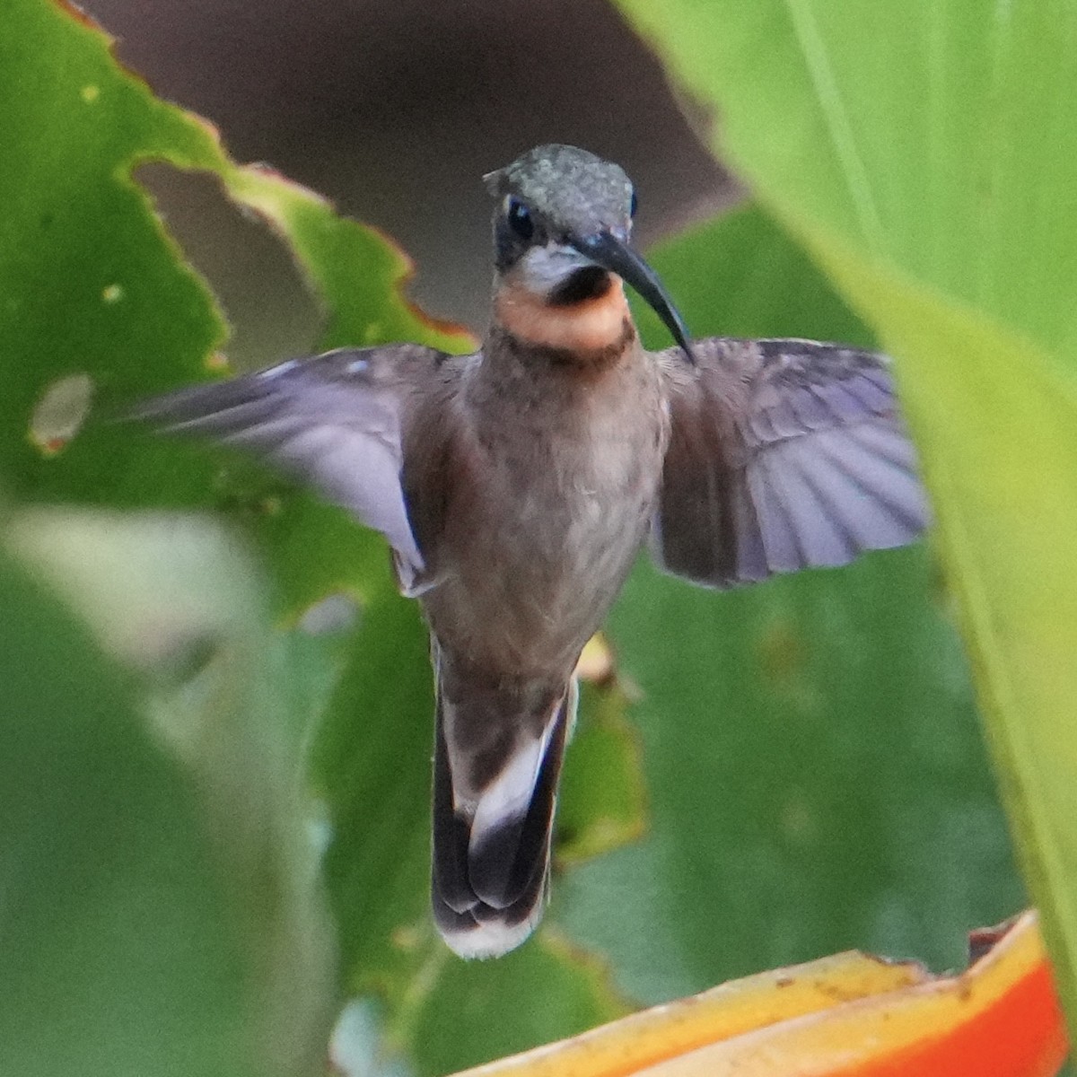 Pale-tailed Barbthroat - ML622479784