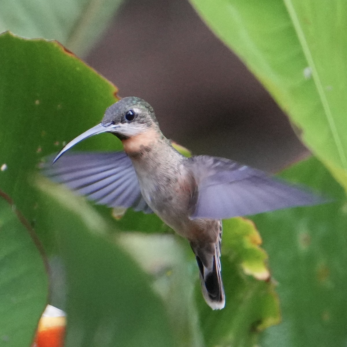 Pale-tailed Barbthroat - Chris Daniels