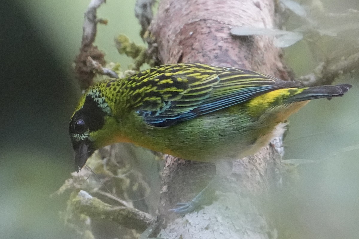 Green-and-gold Tanager - ML622479808