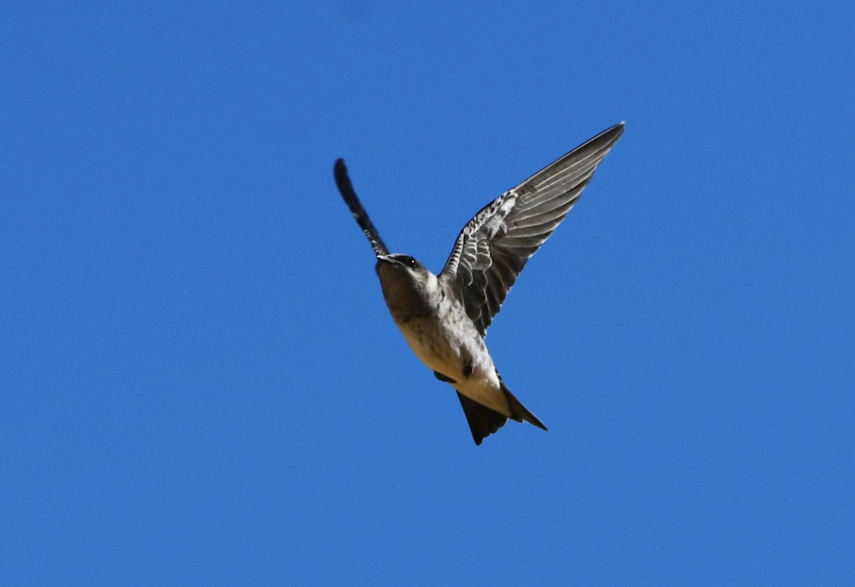 Purple Martin - ML622479831