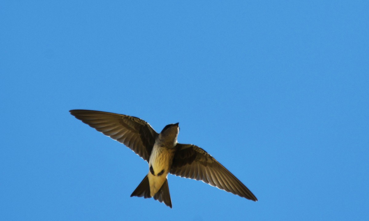 Purple Martin - ML622479834