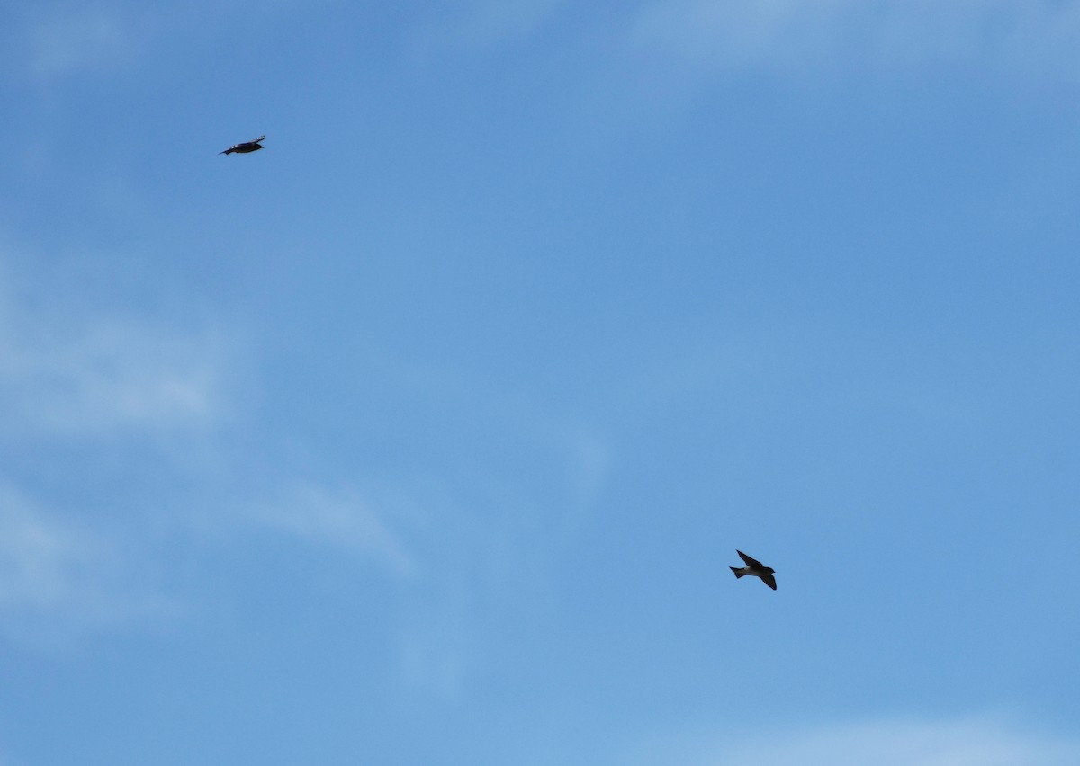 Purple Martin - ML622479835