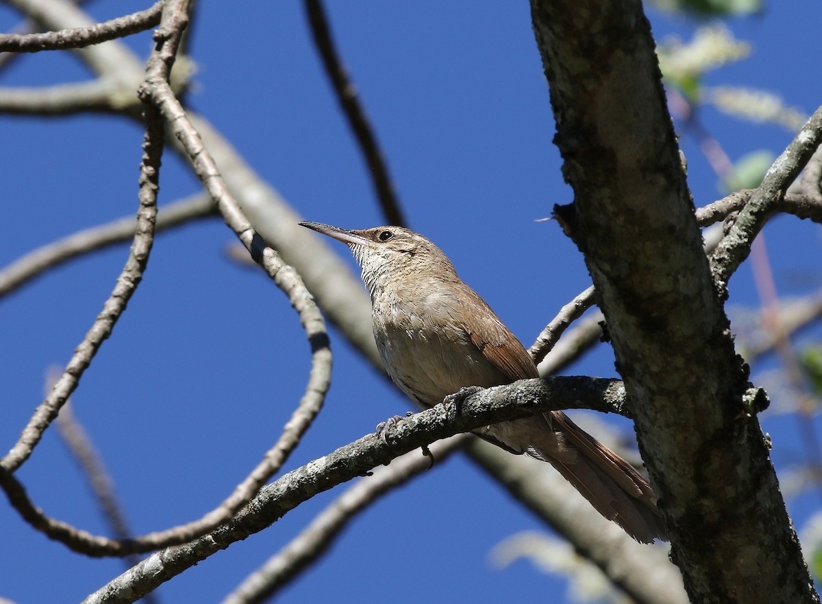 Bolivian Earthcreeper - ML622479836