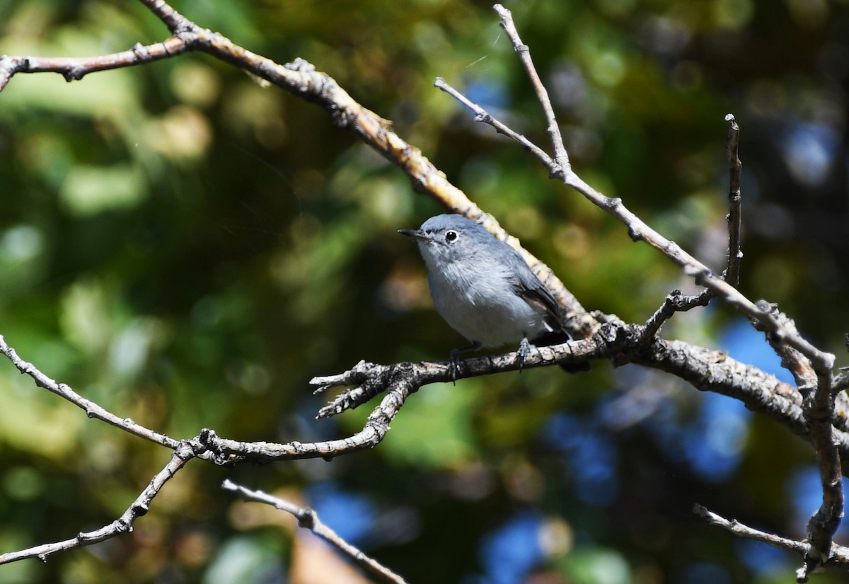 Blue-gray Gnatcatcher - ML622479842