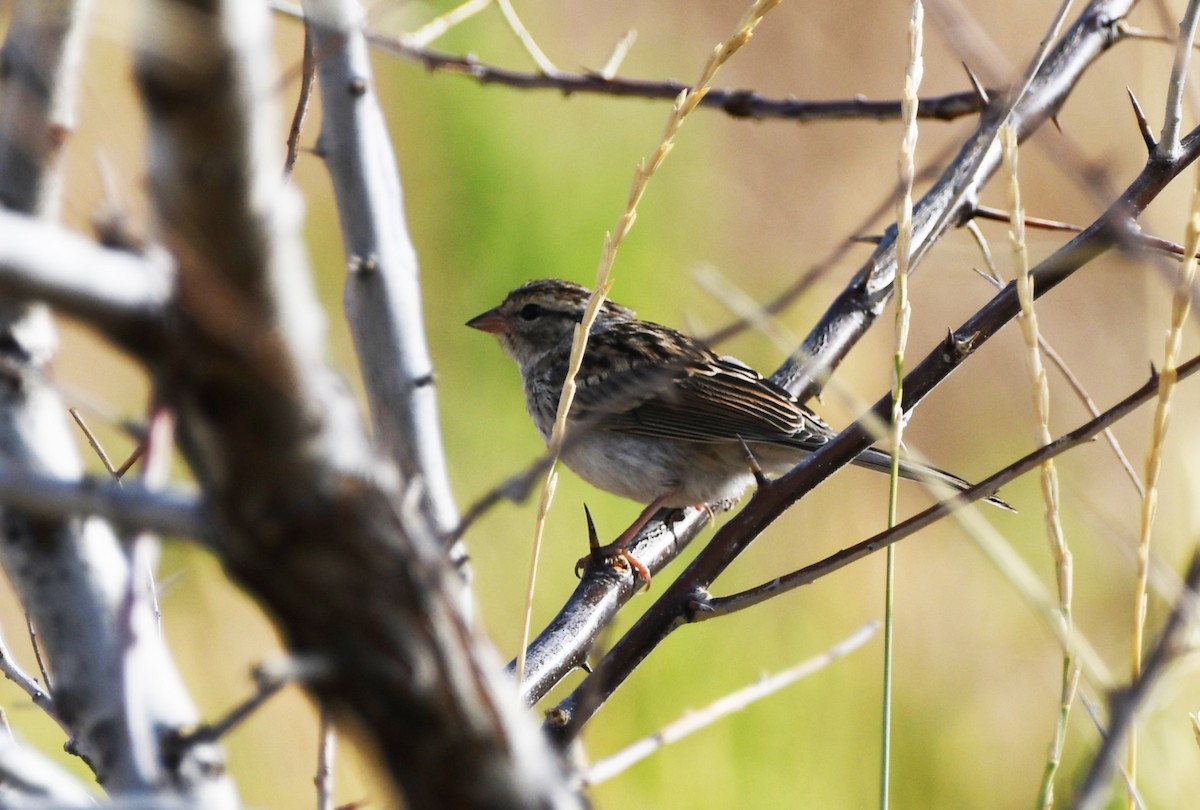 Chipping Sparrow - ML622479849