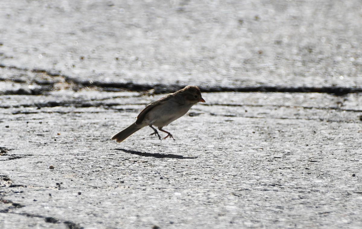 Brewer's Sparrow - ML622479854