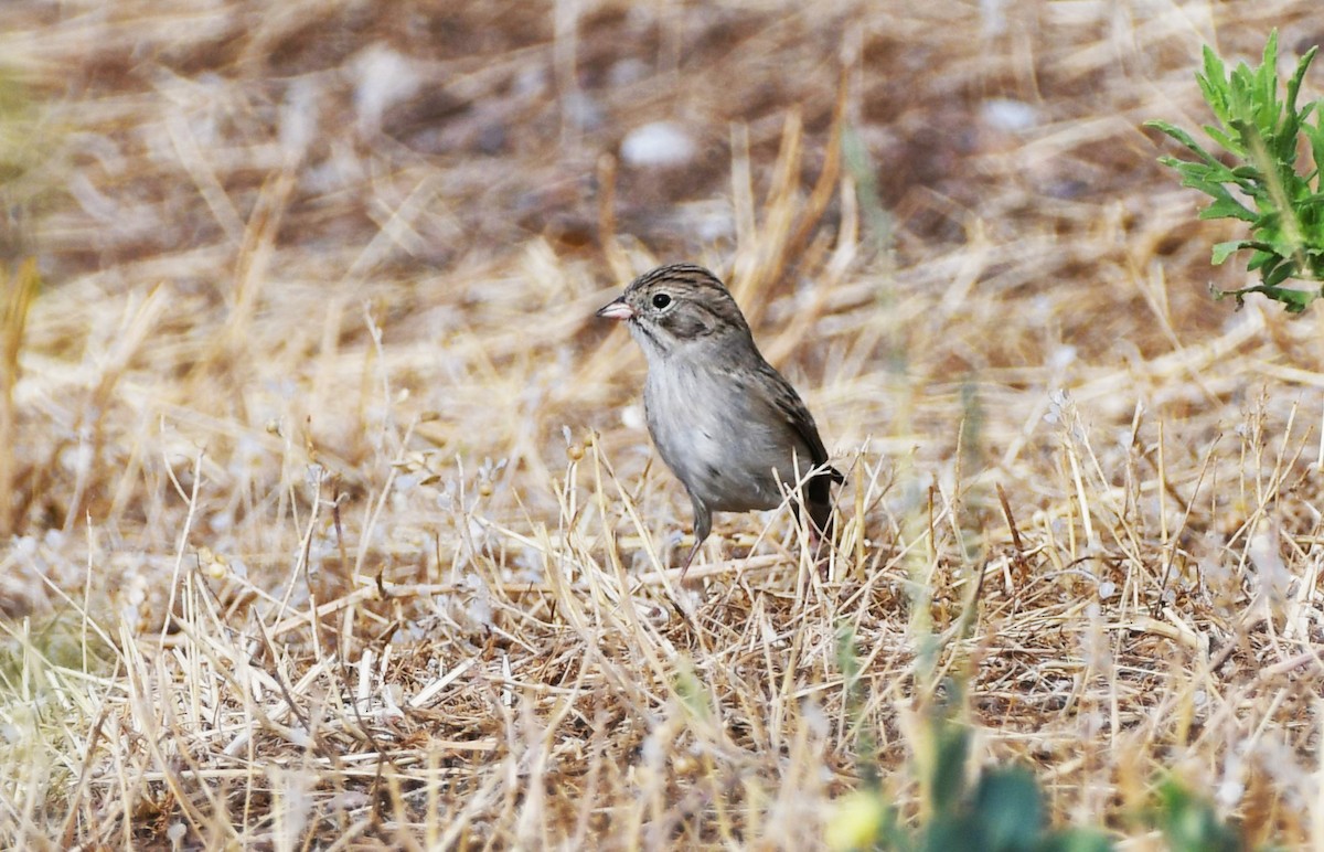 Brewer's Sparrow - ML622479855