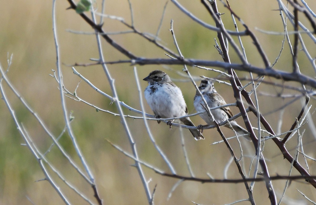 Lark Sparrow - ML622479870