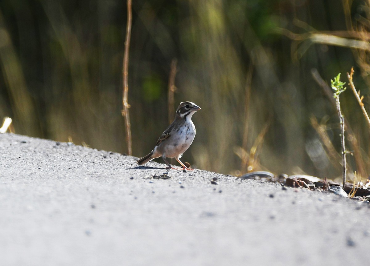 Lark Sparrow - ML622479871