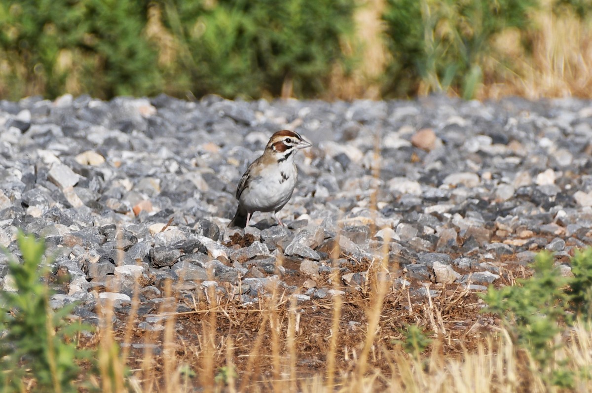 Lark Sparrow - ML622479872