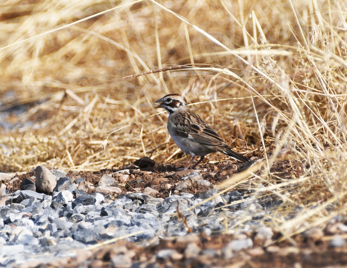 Lark Sparrow - ML622479873