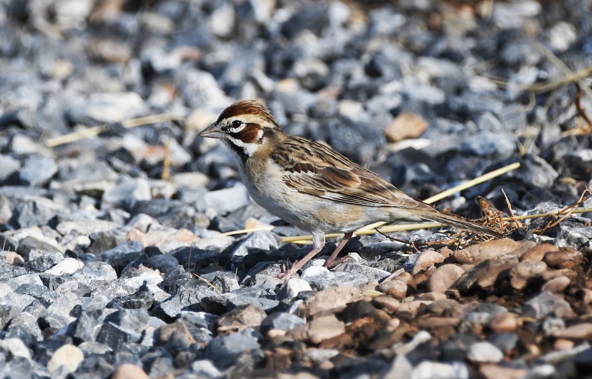 Lark Sparrow - ML622479874