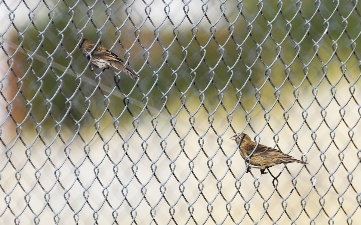 House Finch - ML622479883