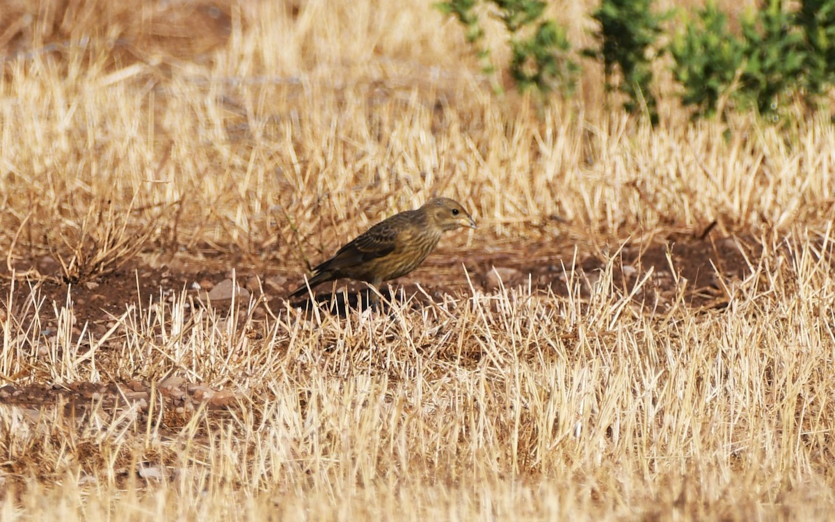 Brown-headed Cowbird - ML622479887