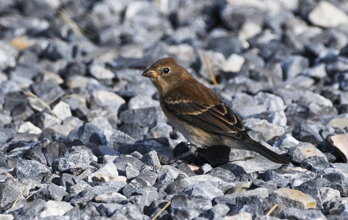 Lazuli Bunting - ML622479899