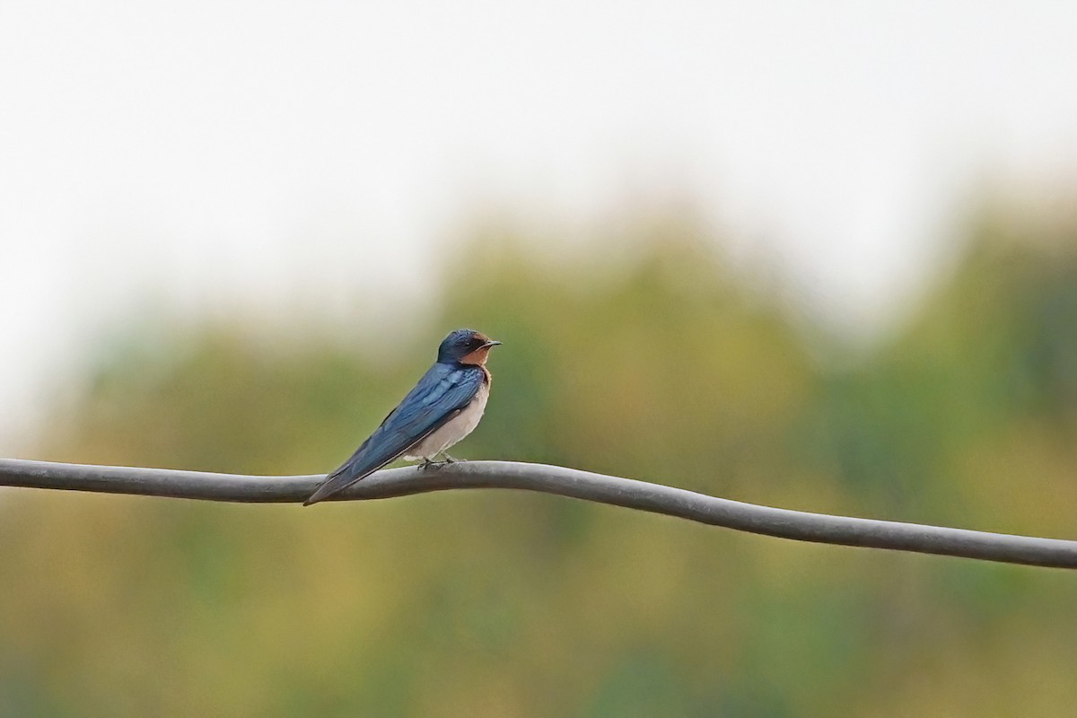 Angola Swallow - ML622479951