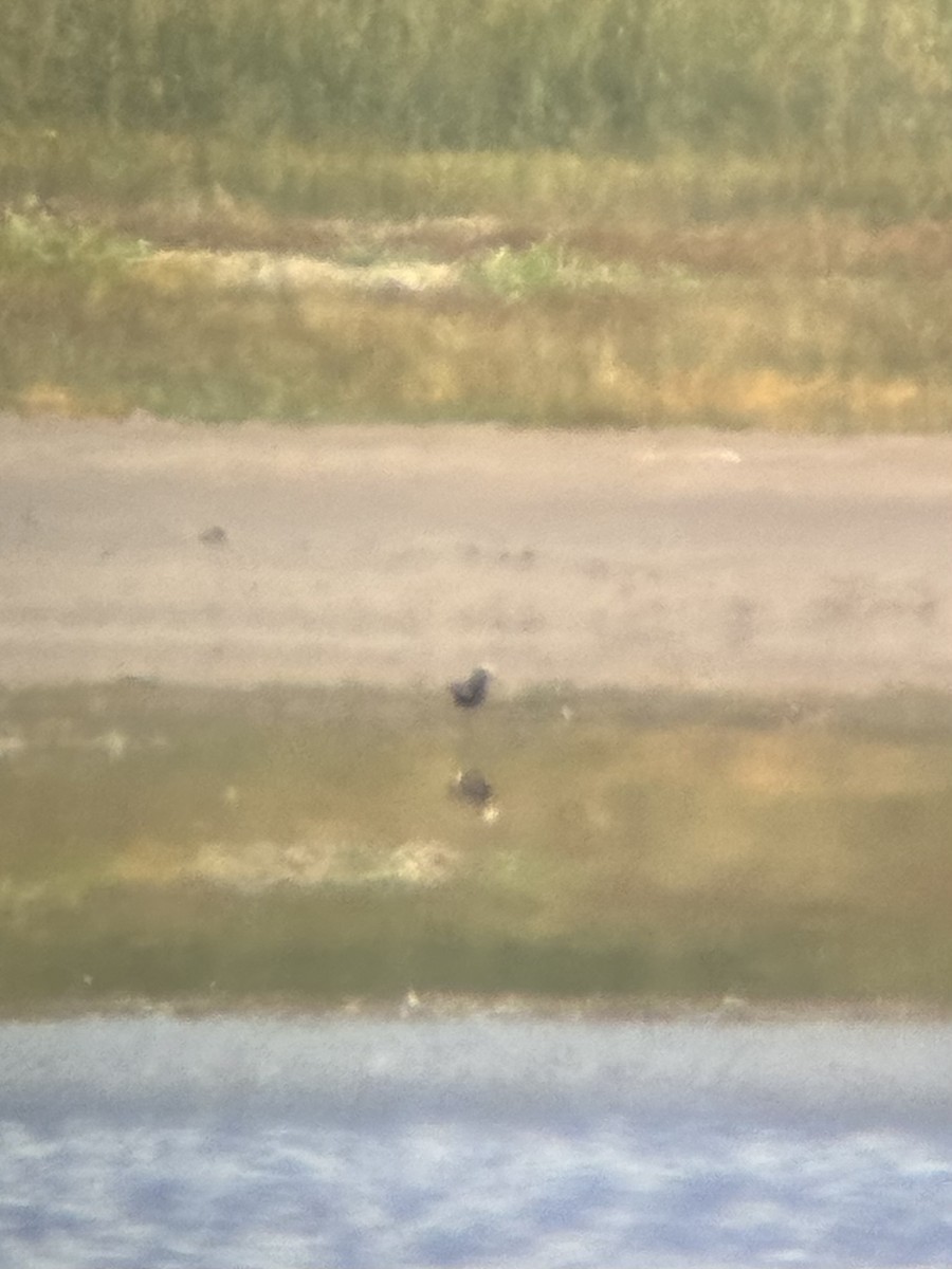 灰斑鴴 - ML622479974