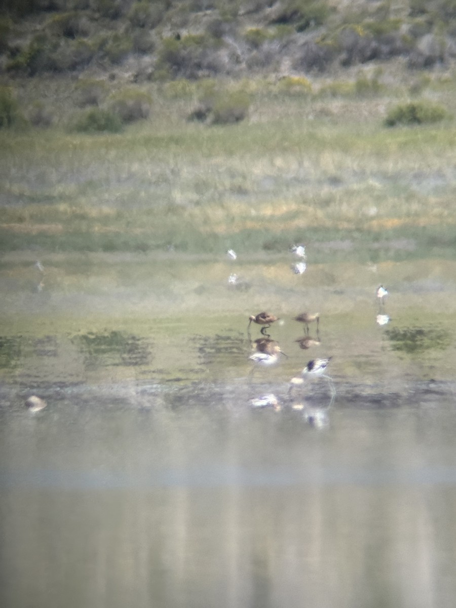 Marbled Godwit - ML622480006